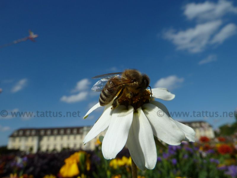 Biene bei der Arbeit