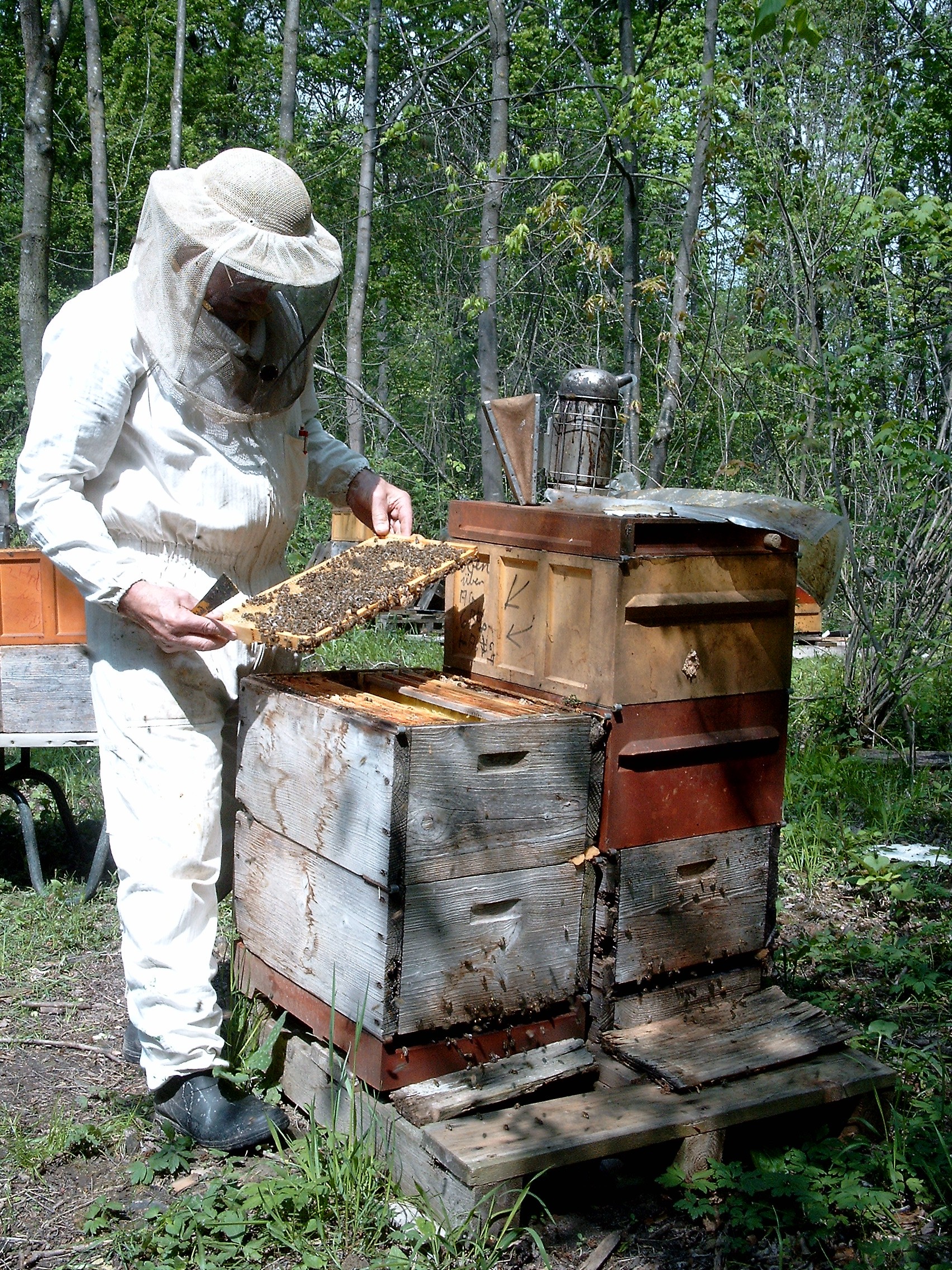 Donauauen Bienenstand